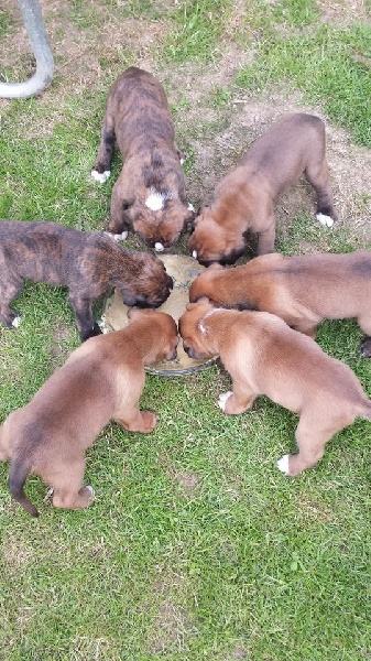 Chiots de Grany Smith des Tendres Rebels X Titan vom Bockreiter